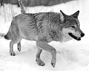 ���� ������������