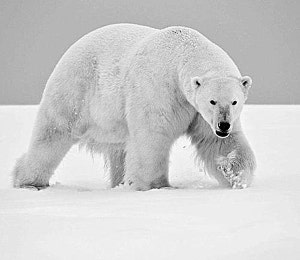 ����� �������