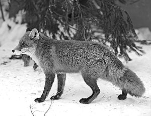 ������ ������������