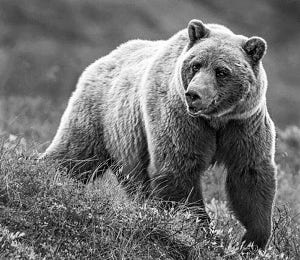 ����� �������