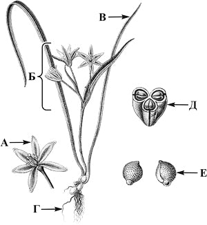 ��� �������