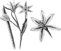 ��� ������� (������).