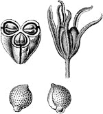 ��� ������� (����).