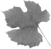 ���� ���������.