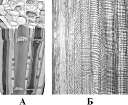 ����������� ������ ��������.