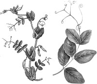 ����� �������� (������).