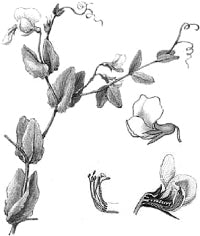 ����� �������� (������).