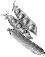 ����� �������� (����).