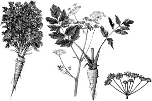 ��������� ��������.