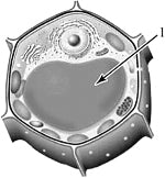 ������������ ������ ��� �����������.