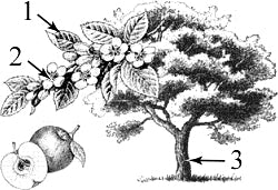 ����������� ������.