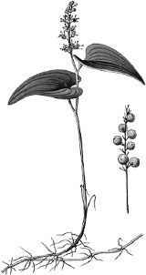 ������ ����������.