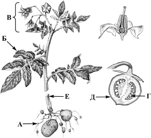 ����� ������������ (���������)