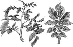 ����� ������������ (������).