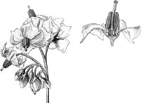 ����� ������������ (������).