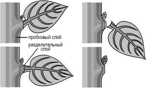 �� �������������� ���� ������� ������ ��������� ���� �� ��������� ����������������� ��������.