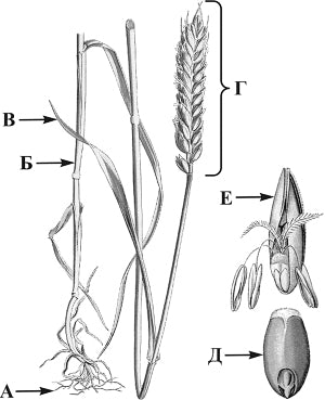 ������� ������