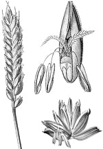 ������� ������ (������).