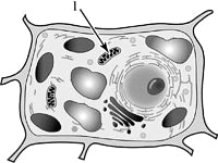 ��������� ����������� ������������ ������ ��� ����������� � ������� �������.