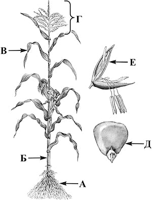 �������� ��������