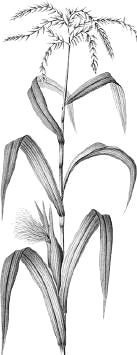 �������� �������� (������).