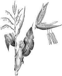 �������� �������� (������).