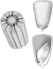 �������� �������� (����).