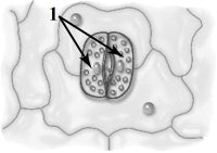 ������ ����� ���������� ��� �����������.