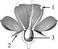 ����������� ����������� ������ � ��������� �������.