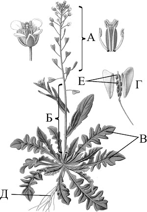 �������� �����