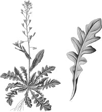 �������� ����� (������).