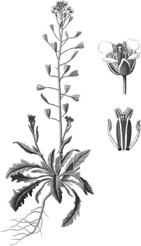 �������� ����� (������).