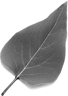 ���� ������.