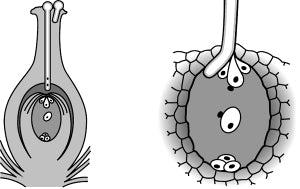 �� �������������� ���� ������� ������ ��������� ���� �� ��������� ����������������� ��������.