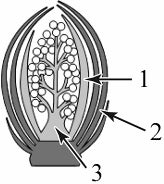 ����������� ����������� ������������ ����� � ��������� �������.