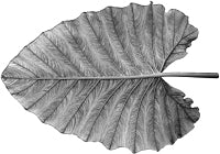 ���� ����������� ��������.