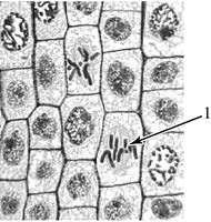 ������������� ������� �����.