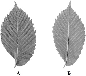 ����������� ������� ������ ��������.