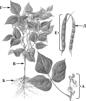 ������ ������������