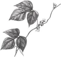 ������ ������������ (������).