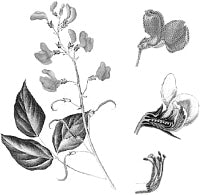 ������ ������������ (������).