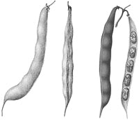 ������ ������������ (����).