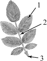 ���� ���������.