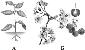 ����������� ������ ���������.