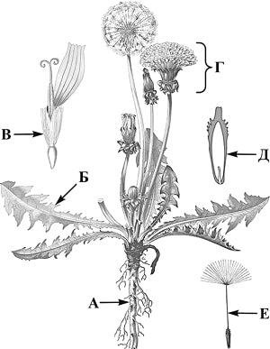 ��������� �������������