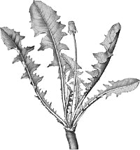 ��������� ������������� (������).