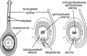 �� �������������� ���� ������� ������ ��������� ���� �� ��������� ����������������� ��������.
