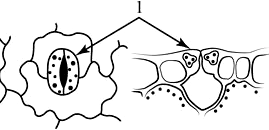 ���� ������ ����� ��� �����������.