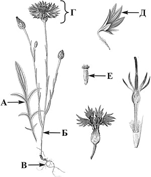 ������ �����