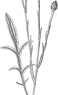 ������ ����� (������).